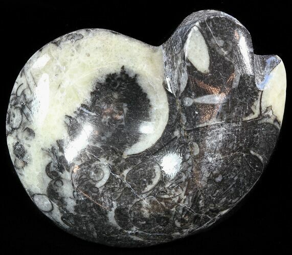 Wide Polished Goniatite From Morocco #50349